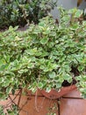 Plectranthus coleoides Marginatus or Swedish ivy leaf with closed white edges